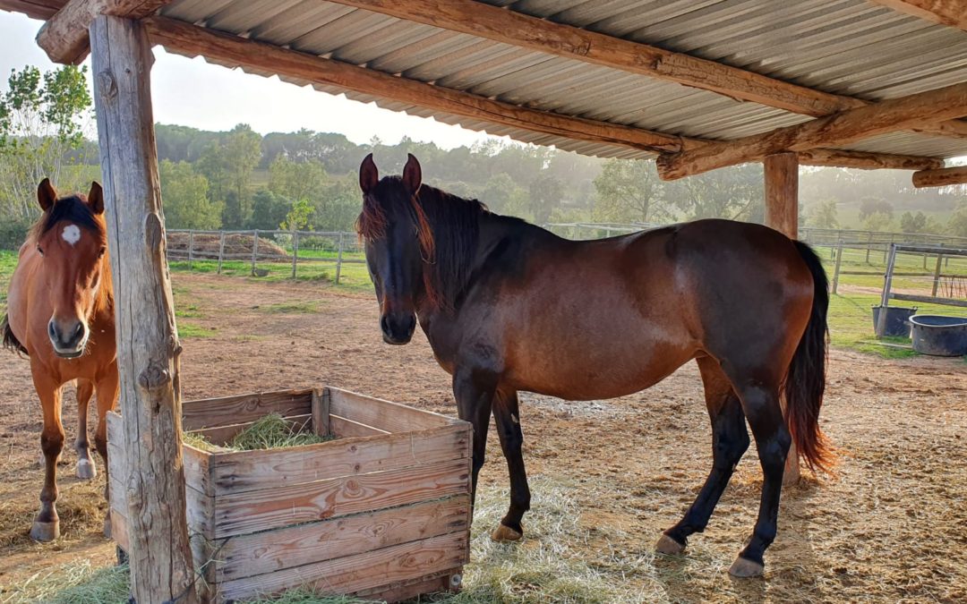 Lloguer d’espai per a formacions a l’aire lliure i en contacte amb la natura